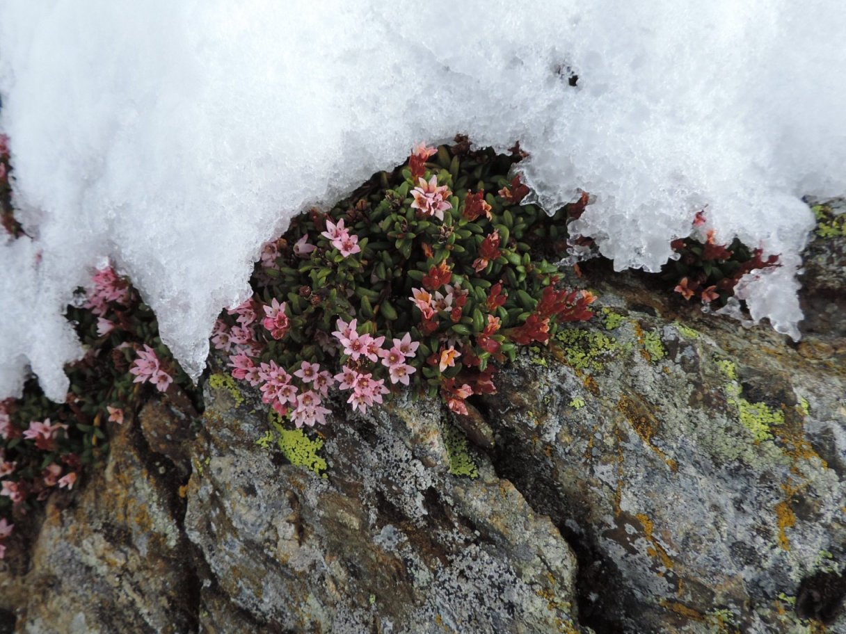 La dura vita dei fiori di montagna